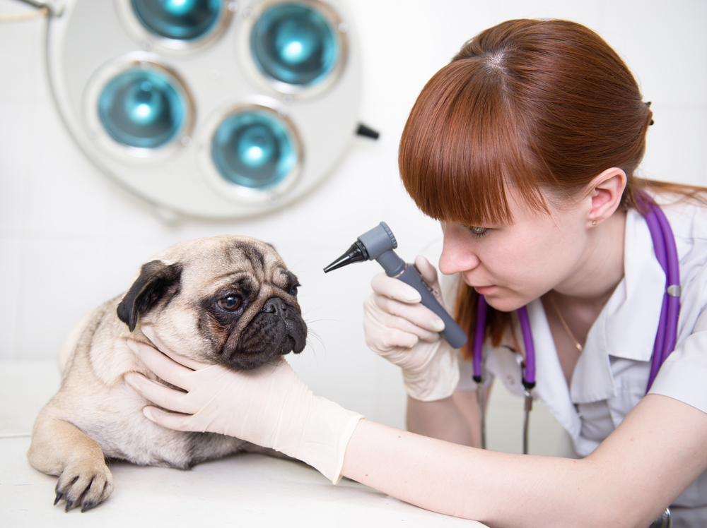 Cane sano con occhi brillanti, prevenzione delle ulcere corneali