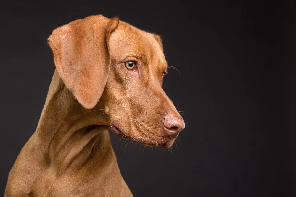Comment choisir le chien idéal pour vous