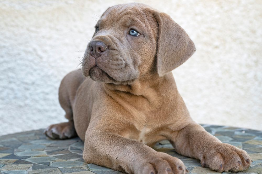Como interactua el cachorro de Mastin italiano con ninos y otras mascotas