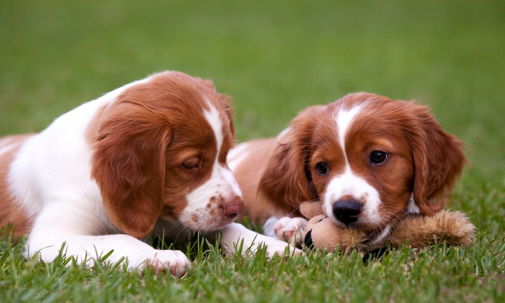 Interacción del cachorro de Spaniel Bretón con niños y otras mascotas.