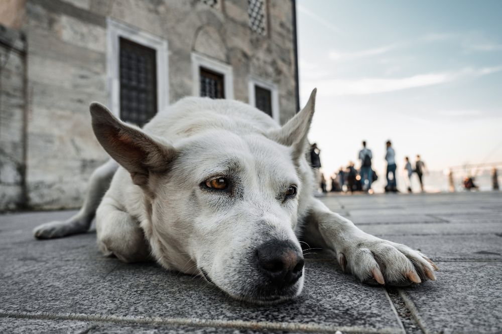 Socialisation du chien