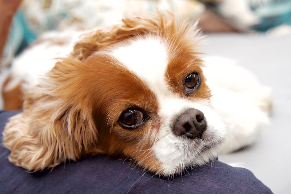 Consejos para una correcta socializacion desde cachorro
