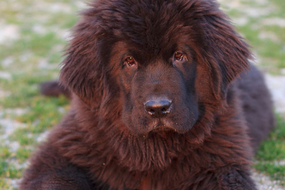 Consejos pra?cticos para el duen?o de un cachorro de Terranova