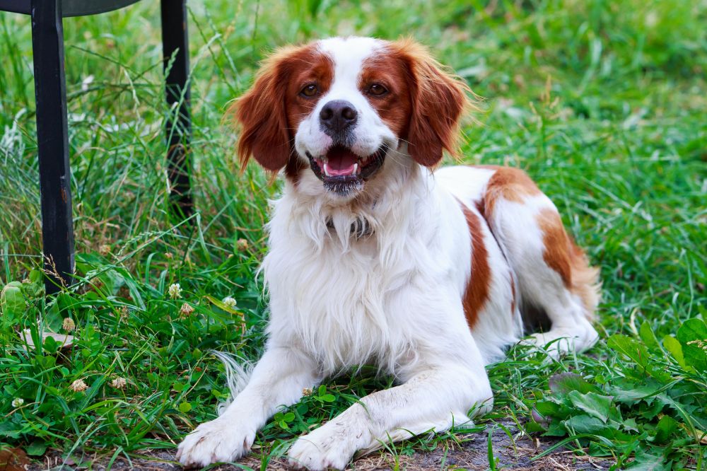 Consejos sobre como interactua el Spaniel Breton con ninos y otras mascotas
