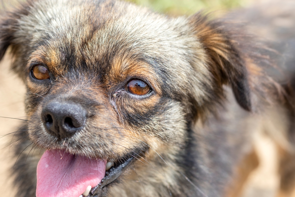 Salute oculare cani e alimentazione