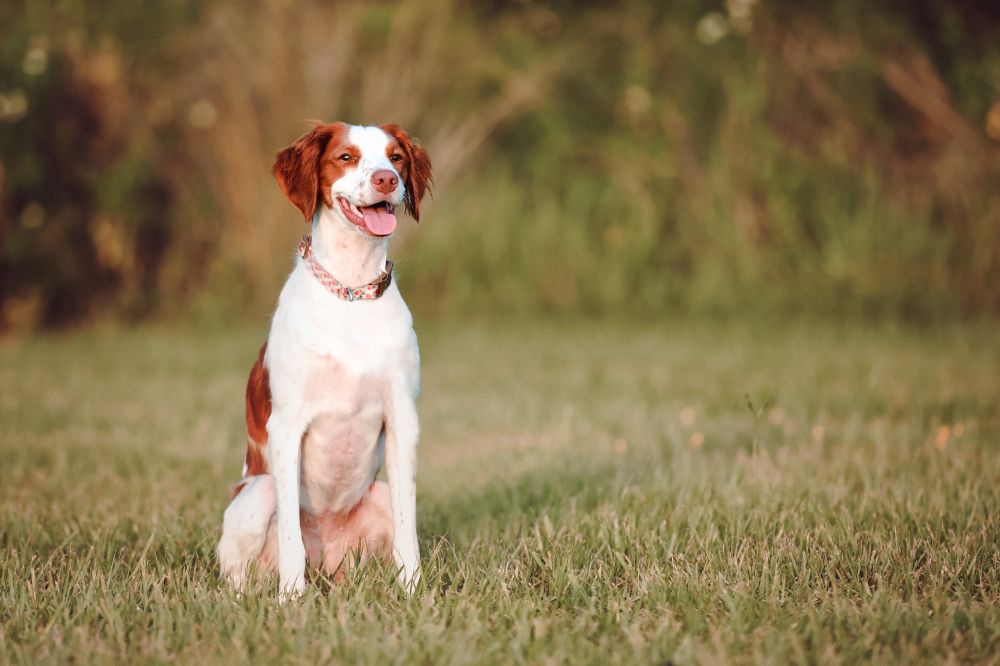 Datos interesantes y curiosidades del Spaniel Bretón