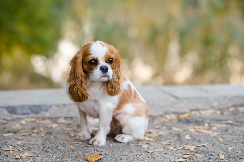Curiosidades y datos interesantes de los cachorros de Cavalier King Charles Spaniel