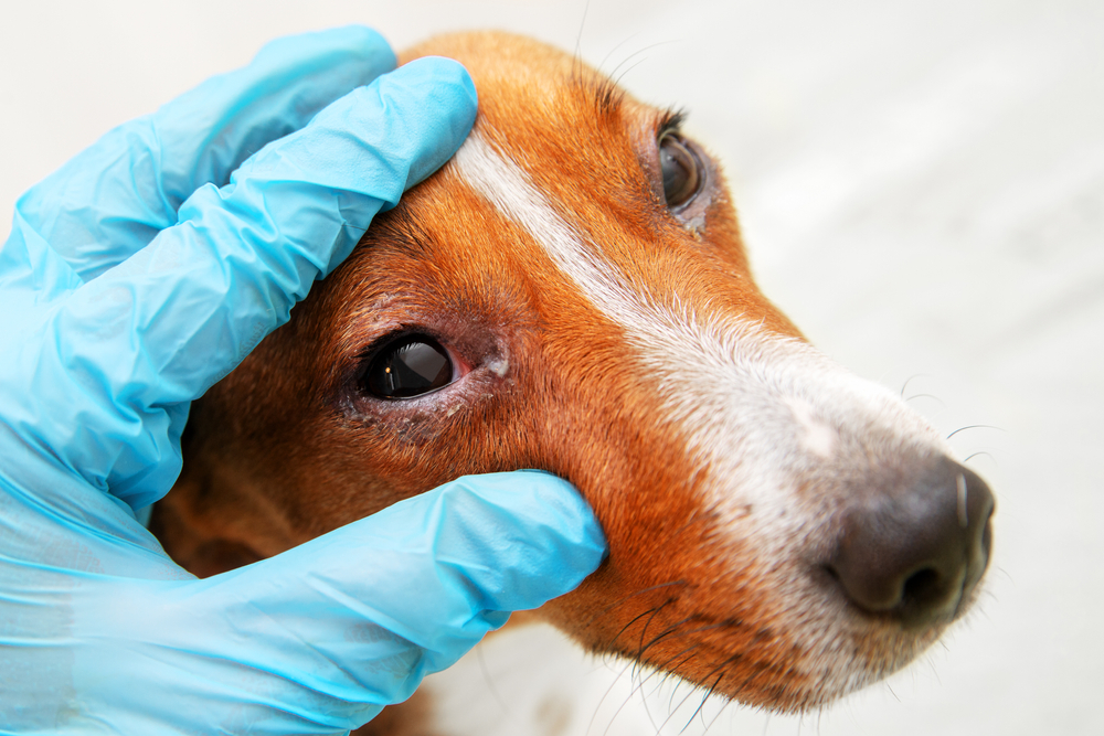 Cure a lungo termine per cani
