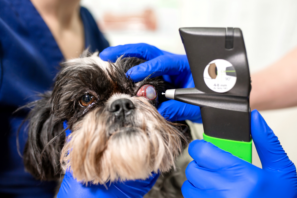 Glaucoma congenito nei cani