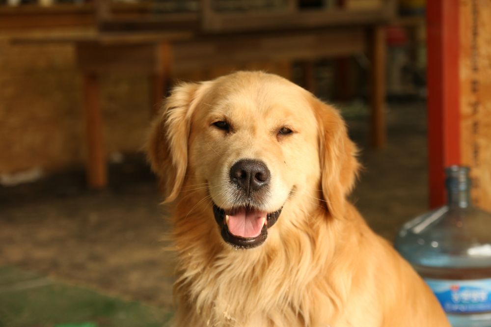 Golden Retriever
