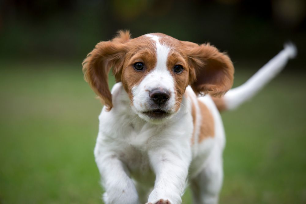 Respuestas a las preguntas más comunes sobre los cachorros de Spaniel Bretón