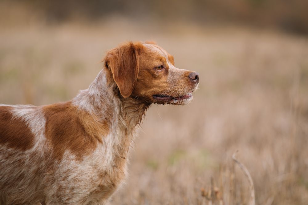 Destreza del Spaniel Bretón en la caza de aves