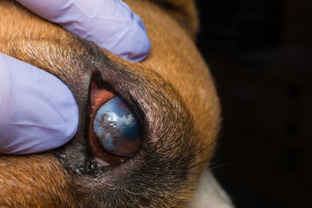 Cura quotidiana del cane