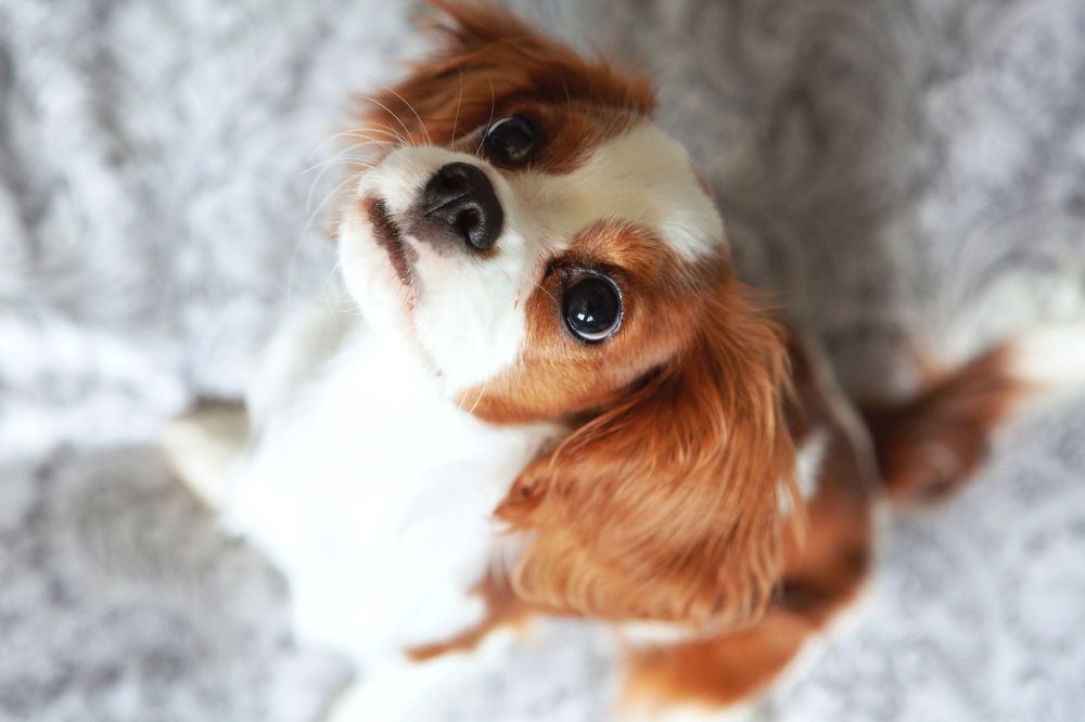Importancia de adoptar cachorros de Cavalier King Charles Spaniel