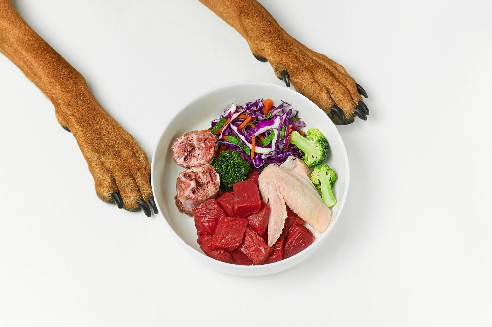 Importancia de la alimentacion natural para perros