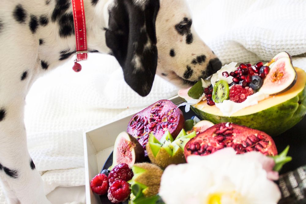Importancia de la alimentacion natural para perros