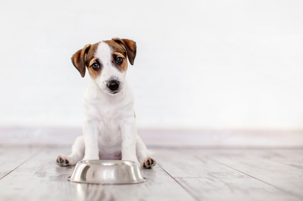 Importancia de la alimentacio?n natural para perros