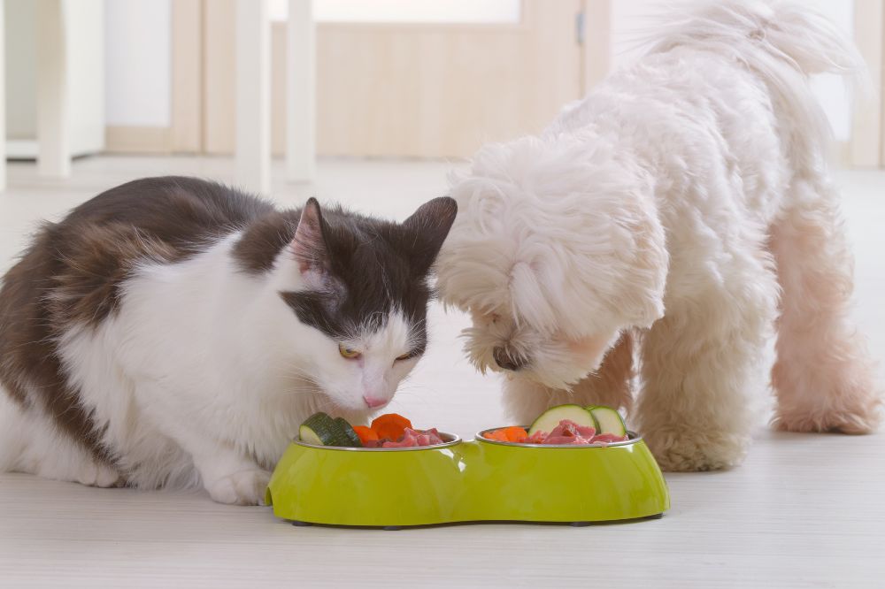 Importancia de la alimentacion natural para perros