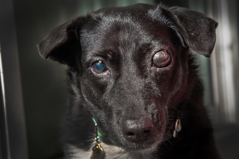 Glaucoma canino
