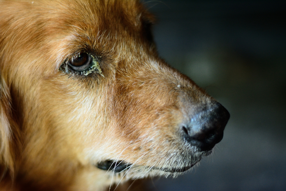 Cheratocongiuntivite secca nei cani