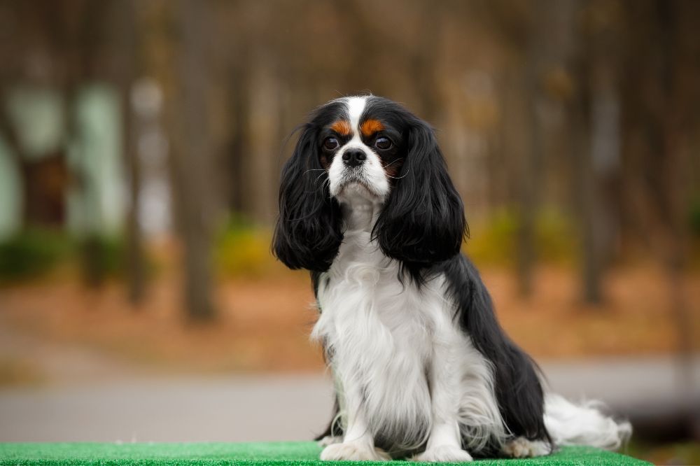 Dieta óptima para el Cavalier King Charles Spaniel.