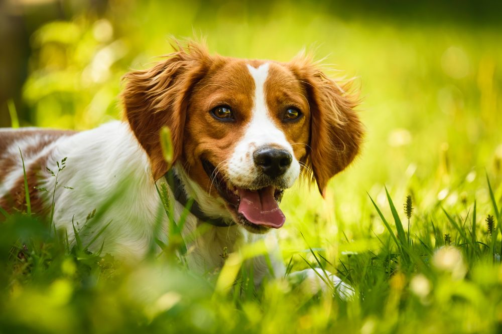 Necesidades nutricionales del Spaniel Breto?n