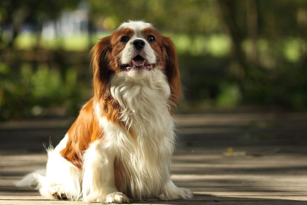 Origen e historia del Cavalier King Charles Spaniel