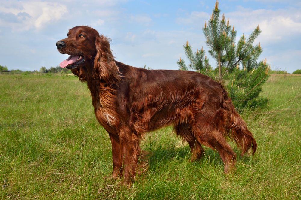 Origen e historia del Setter Irlandes
