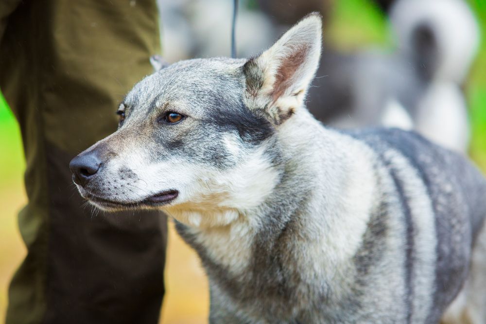 Éxito del Cazador de Alces Noruego en competencias caninas