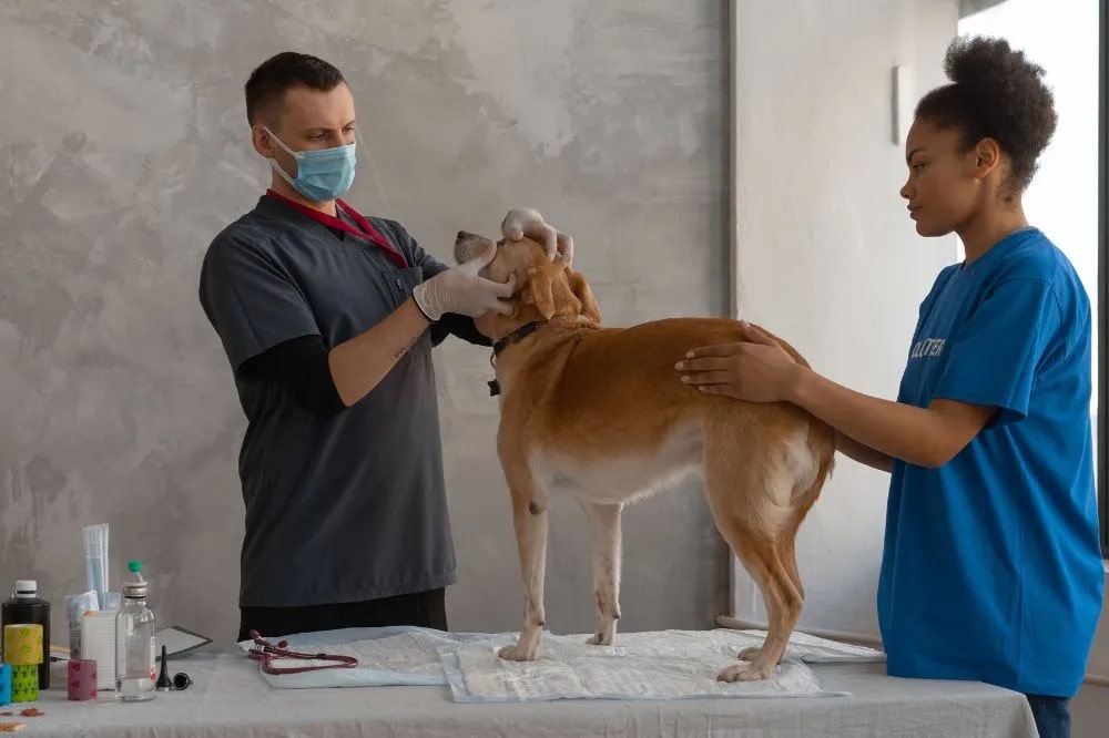 Pourquoi les examens vétérinaires réguliers sont essentiels pour votre chien