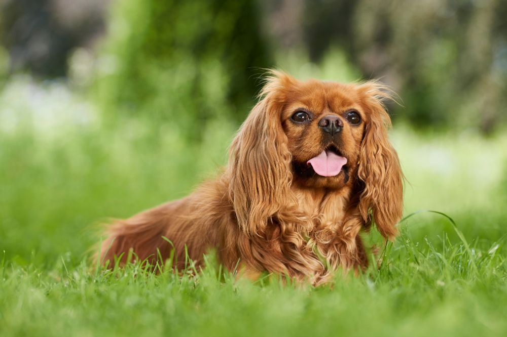 Preguntas frecuentes sobre el Cavalier King Charles Spaniel