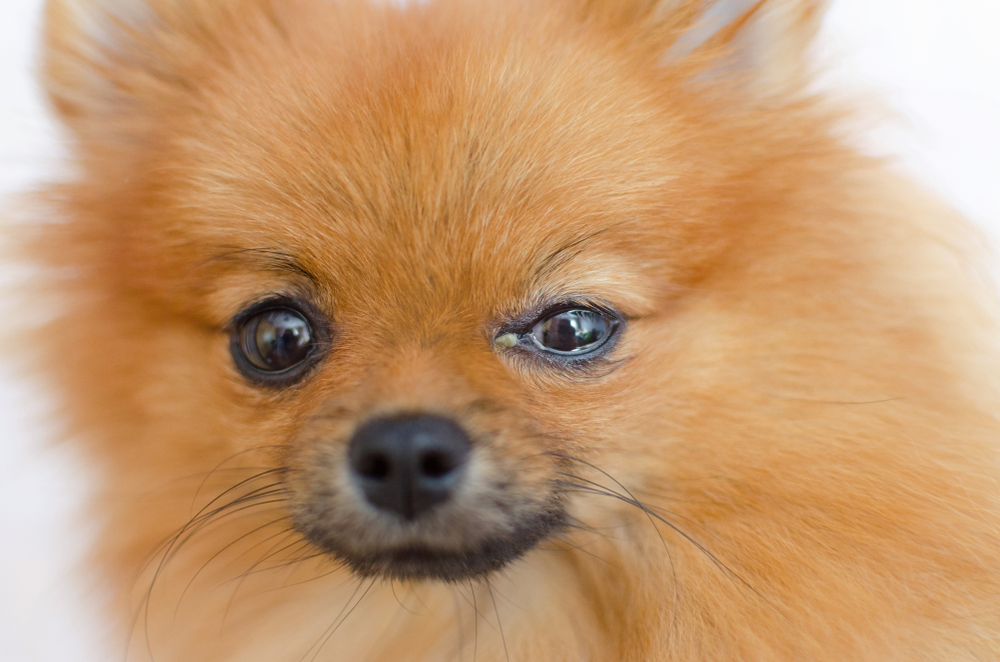 Prevenzione cheratocongiuntivite secca cani