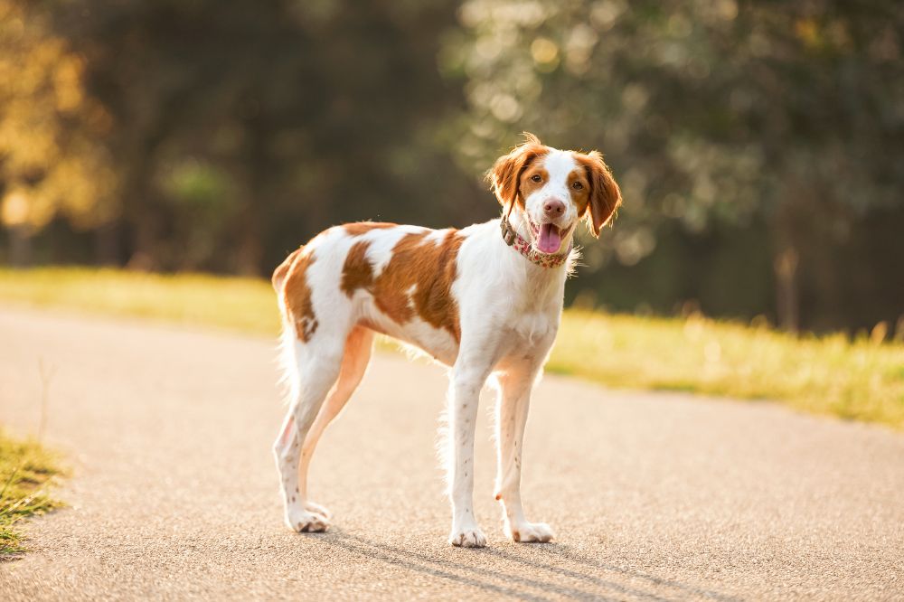 Necesidades de ejercicio y actividad para el Spaniel Bretón
