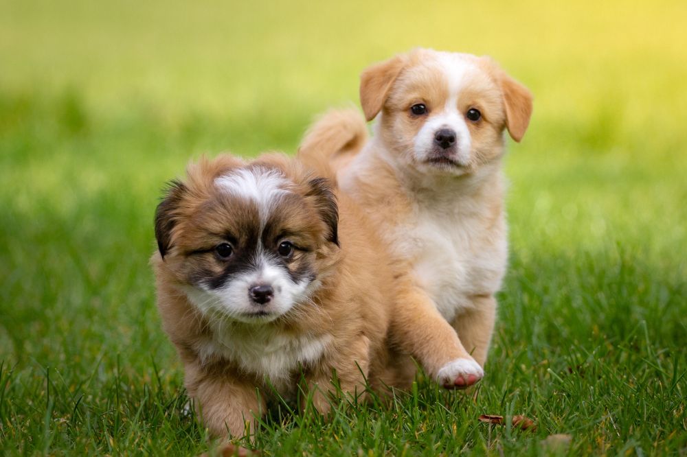 Socialisation des chiots