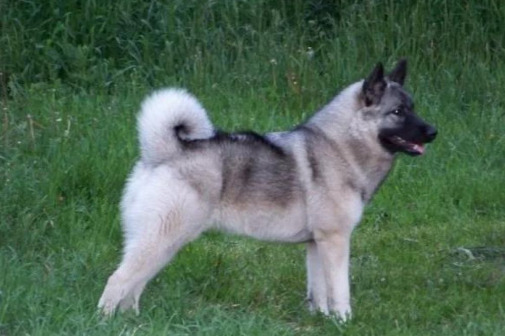 ¿Co?mo es el destete de los cachorros de Cazador de alces noruego?