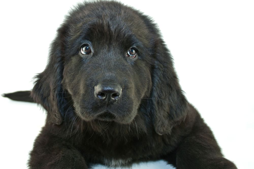 ¿Co?mo es el destete de los cachorros de Terranova?