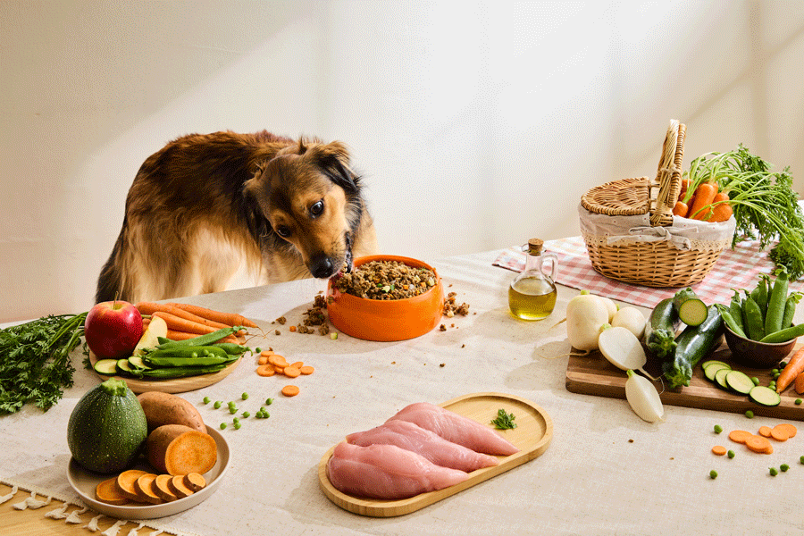 Selezione menu cibo cotto naturale per cani dogfy