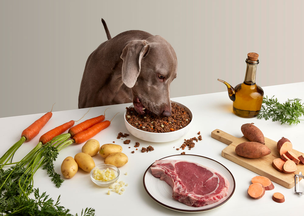 Cane che mangia cibo naturale in una ciotola