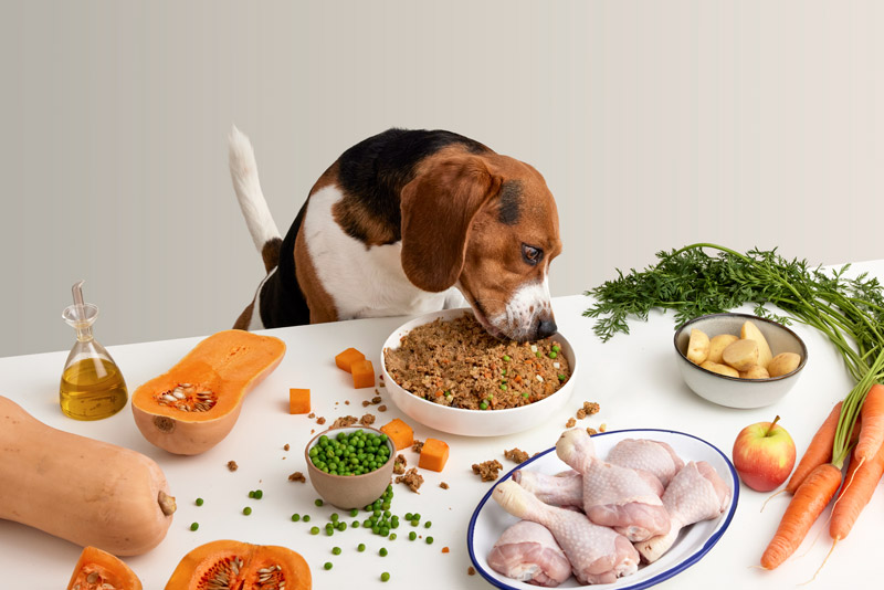 Cane che mangia cibo naturale per cani da una ciotola