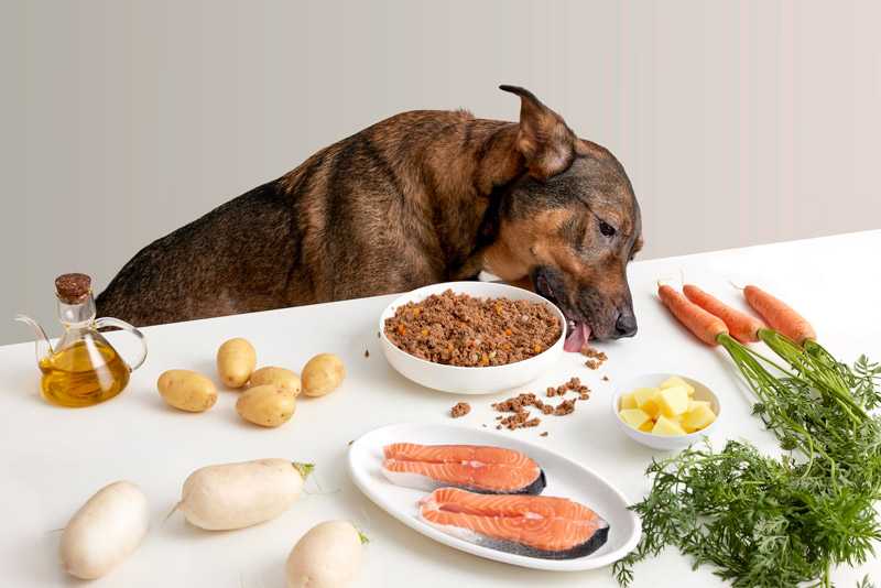 Cane che mangia cibo naturale per cani da una ciotola